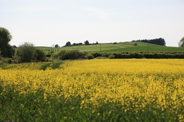 rapeseed field in scotland