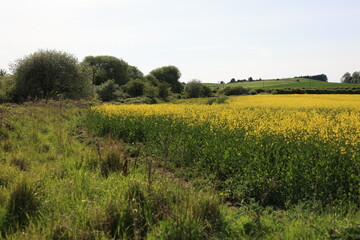 rapeseed field in scotland