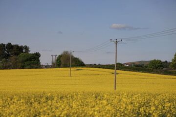rapeseed field in scotland