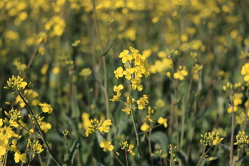 field of yellow flowers