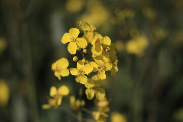 yellow flowers in spring