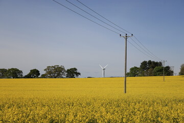 field of yellow rapeseed