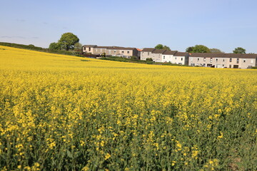 field of rapeseed