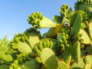 Prickly pear cactus, close-up of fruit of the coastal prickly pear cactus (Opuntia ficus-indica),...