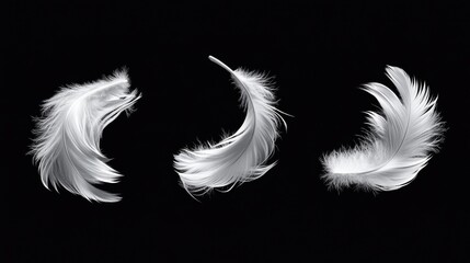 Obraz premium White feathers. Fluffy twirled feather isolated on background. Realistic set of bird feather, realistic fluffy softness illustration illustration , no logos, no brands