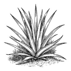 Agave Plant on Ground Black and White Outline Line Art Drawing Engraving Illustration Style
