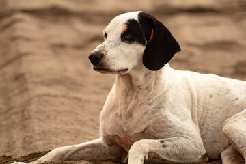 Hermoso retrato de perro callejero en la costa de El Salvador.