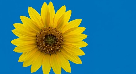 Obraz premium Radiant sunflower against a striking blue backdrop: a study in contrasts