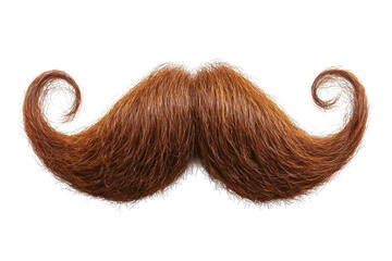 A detailed close up of a large ginger mustache with curled ends on a black and white background