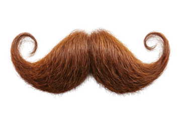 A detailed close up of a large ginger mustache with curled ends on a black and white background