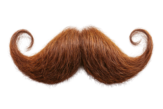 A detailed close up of a large ginger mustache with curled ends on a black and white background