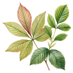 Watercolor Leaves bush leaf illustration plant isolated on transparent background