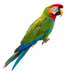 Obraz premium Vibrant Colorful Parrot Isolated on Transparent Background 