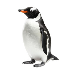 Obraz premium Cute Magellanic Penguin Standing – Transparent Background