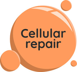 cellular repair