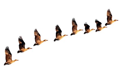 Fototapeta premium A line of ducks flying in formation against a white background sky