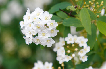 A bunch of white flowers with green leaves