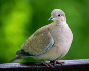 Cute bird European Turtle Dove. Green nature background. Streptopelia turtur