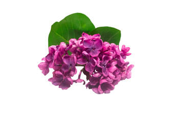 Fototapeta premium Lilac flower with green leaves isolated on white background, full depth of field, clipping path