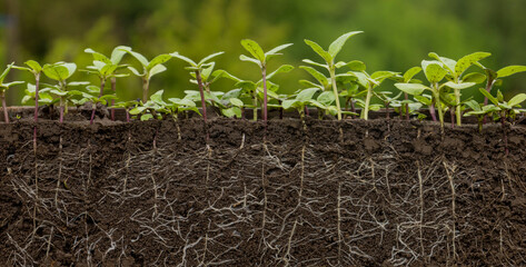 Young sunflower plants in the soil with roots