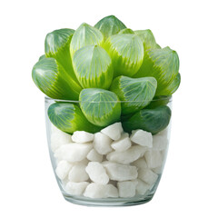 Single Haworthia Cooperi With Translucent  isolated on a transparent background