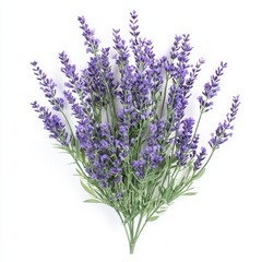 Fototapeta premium Lavender flower bouquet isolated on white background