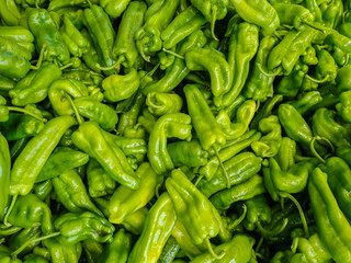 Green bell pepper plantation with plastic film placed over the ground, Sweet pepper plant in a farmer's field, paprika, bell pepper in greenhouse or glasshouse, in state Jijel Algeria, North Africa.