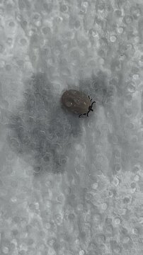 close up of a live brown dog tick removed from a dog on a white wet cloth during tick spray treatment. encephalitis tick. dangerous insect