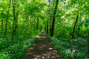 Ein wunderschön grüner Wald im späten Frühjahr