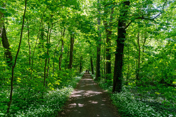 Fototapeta premium Ein wunderschön grüner Wald im späten Frühjahr