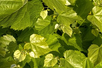 Many green leaves of a tree.