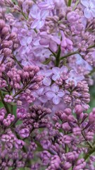 Obraz premium purple flowers in the rainy garden