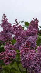 Close-up purple lilac flowers on a green background