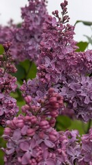 lilac flowers in the rainy garden