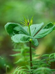 Nahaufnahme einer blühenden Vierblättrige Einbeere (Paris quadrifolia).