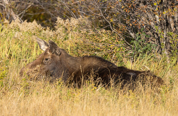 Cow Moose in Autumn in Grand Teton National Park Wyoming
