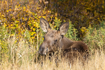 Cow Moose in Autumn in Grand Teton National Park Wyoming
