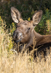 Cow Moose in Autumn in Grand Teton National Park Wyoming