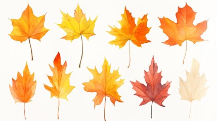 Vibrant Watercolor Autumn Maple Leaves Set on White Background 