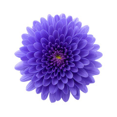 Vibrant purple dahlia flower with layered petals radiates from center, showcasing its intricate and symmetrical design against plain background