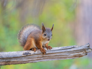 Squirrel sits on a branch in Autumn park