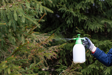 treatment of coniferous trees with fungicide against fungal diseases