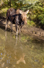 Cow Moose in Autumn in Grand Teton National Park Wyoming