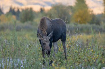 Cow Moose in Autumn in Grand Teton National Park Wyoming