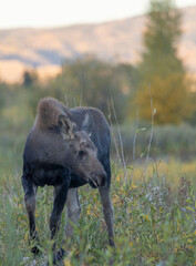 Cow Moose in Autumn in Grand Teton National Park Wyoming
