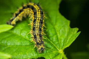 Small tortoiseshell, aglais urticae butterfly caterpillar on tinging Nettle plant leaf. Macro wildlife animal background