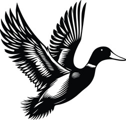 Mallard Duck in Flight