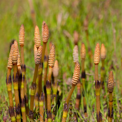 Sporiferous shoots of horsetail, Equisetum arvense L.
Other names: common horsetail, or pusher, or stilt. perennial herbaceous plant of the horsetail family (equisetaceae).
