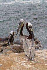 California brown pelicans flock on sand in la jolla cove san diego california