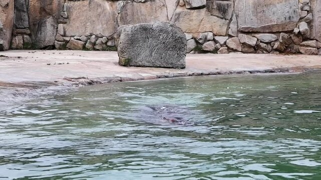 Hippopotamus Amphibius Swims in Water in Zoo. Large Semiaquatic African Mammal in Zoological Garden.